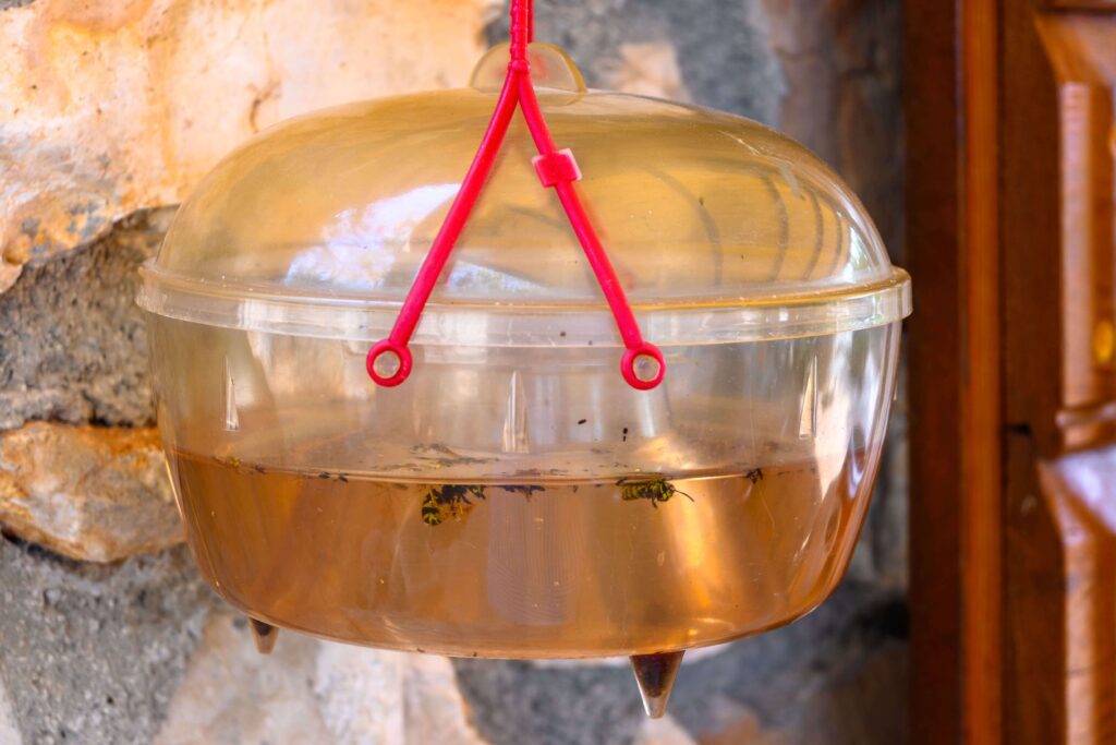 Piège à guêpes suspendu rempli de liquide sucré avec des guêpes à l’intérieur